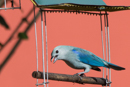 Blue-gray Tanager - Savegre