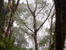 Cloud forest - Savegre