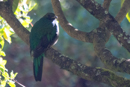 Shy female Resplendent Quetzal - Savegre