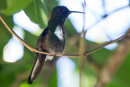 Hummingbird - Savegre