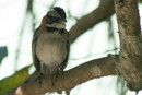 Rufous-collared Sparrow - Savegre