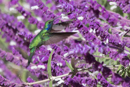 Green Violet Ear Hummingbird - Savegre
