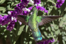 Green Violet Ear Humming Bird - Savegre