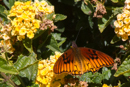 Butterfly - Savegre
