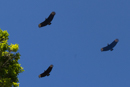 Black Vultures - Savegre