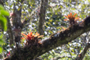 Bromeliads - Savegre