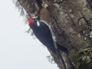 Acorn Woodpecker - Savegre