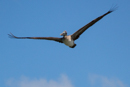Brown Pelican - Corcovado