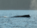 Humpback Whale - Corcovado