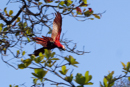 Scarlet Macaw - Corcovado