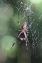 Orb-web Spider - Corcovado