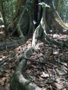 Buttress roots - Corcovado