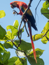 Scarlet Macaw - Corcovado