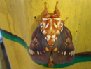 Clown Moth - Drake Bay