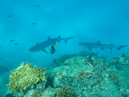 Whitetip Reef Sharks -  Caño Island