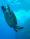 Hawksbill Turtle - Caño Island