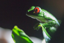 Red-eyed Frog - Drake Bay